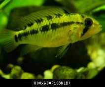 Apistogramma macmasteri red mask - samica