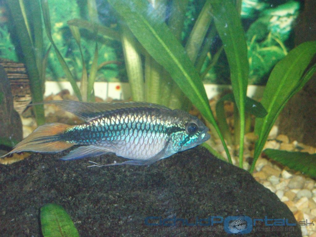 Apistogramma agassizii - samec