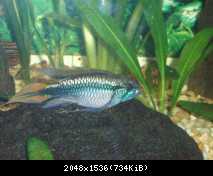 Apistogramma agassizii - samec