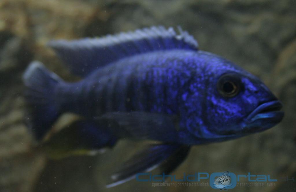 sciaenochromis fryeri(samec)