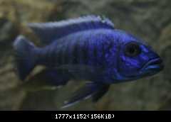 sciaenochromis fryeri(samec)