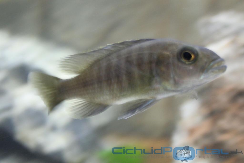 sciaenochromis fryeri(samica)