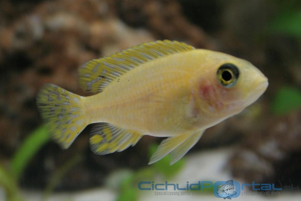 aulonocara fire fish