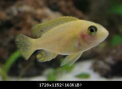 aulonocara fire fish