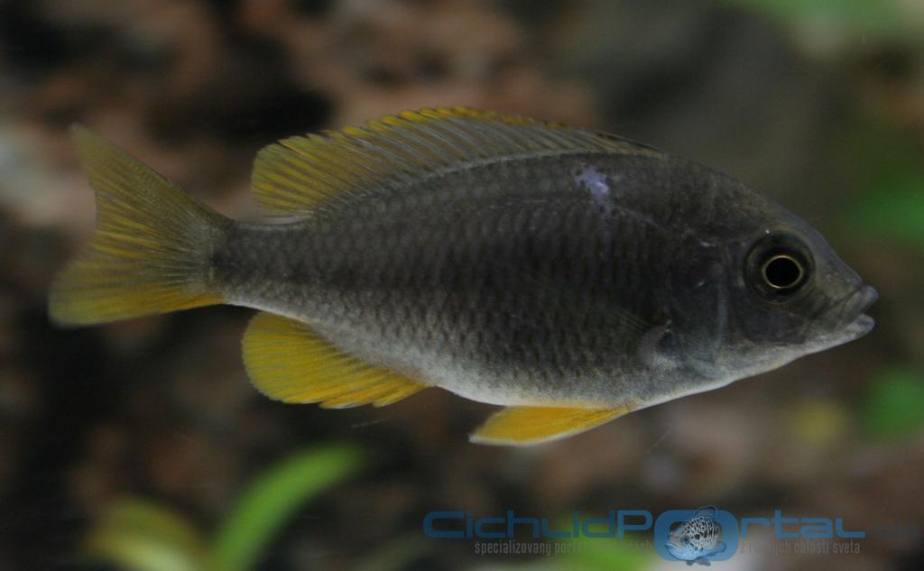 copadichromis borleyi (kadango)