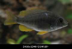 copadichromis borleyi (kadango)