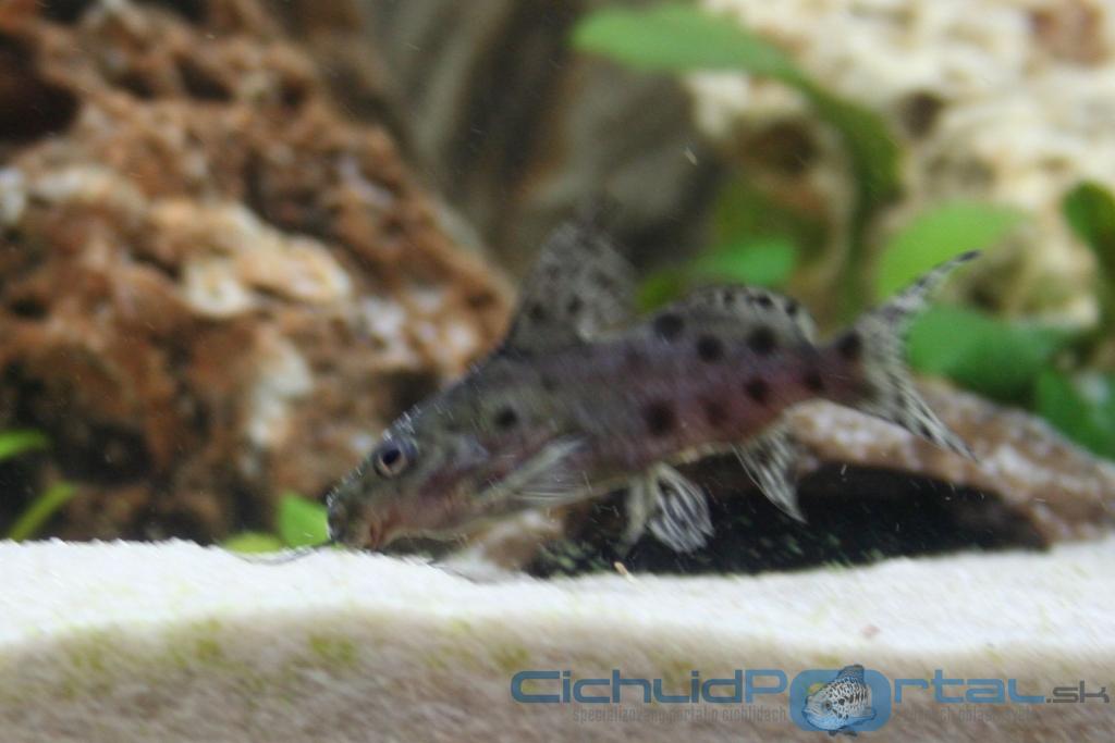 synodontis