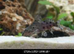 synodontis