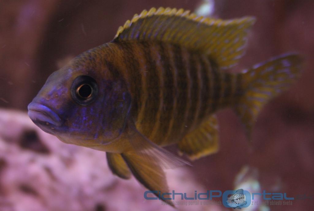 aulonocara sp red rubin