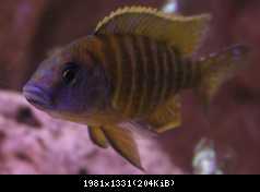 aulonocara sp red rubin