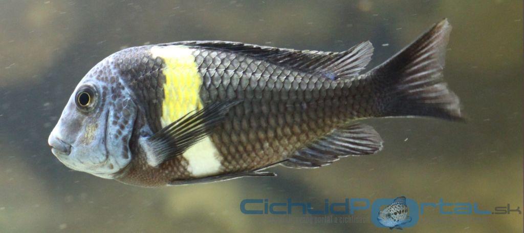 Tropheus dubois