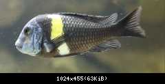 Tropheus dubois