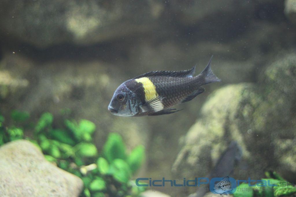 Tropheus dubois