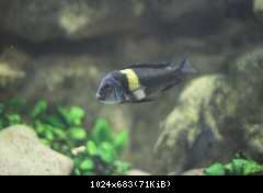 Tropheus dubois