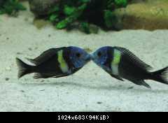 Tropheus dubois
