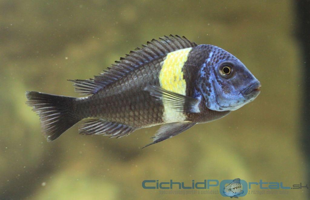 Tropheus dubois