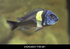 Tropheus dubois