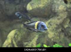 Tropheus dubois