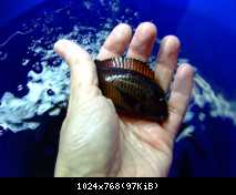 Tropheus moliro