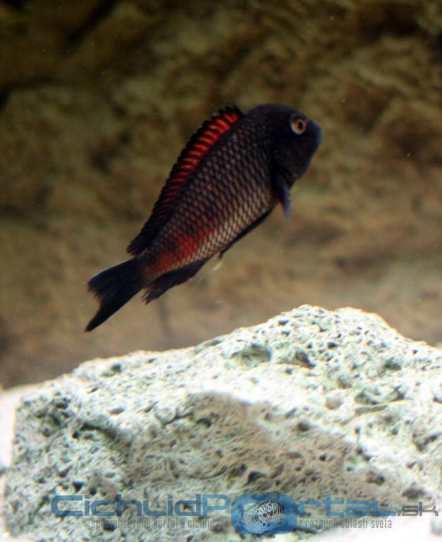 Tropheus moliro