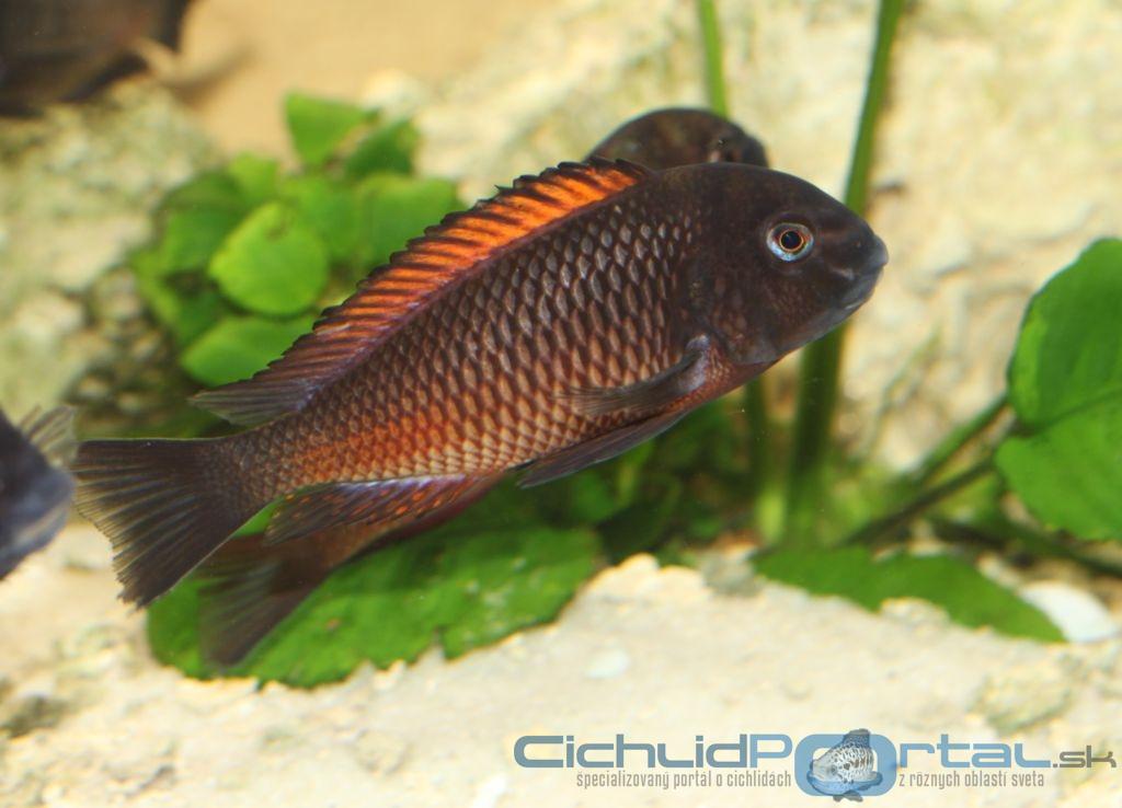 Tropheus moliro