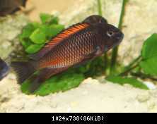 Tropheus moliro