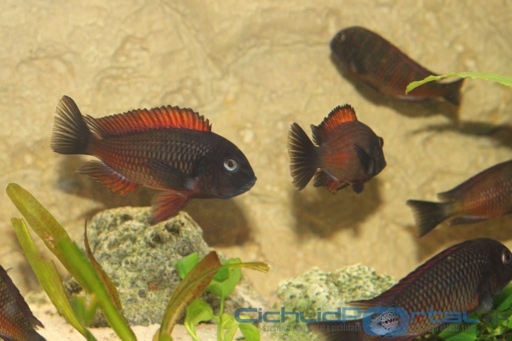 Tropheus moliro