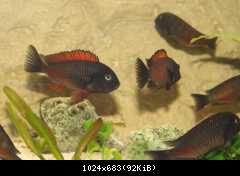 Tropheus moliro