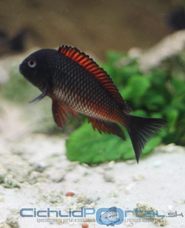 Tropheus moliro