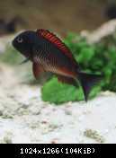 Tropheus moliro