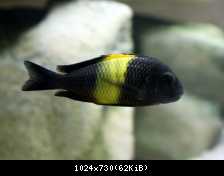tropheus kiriza