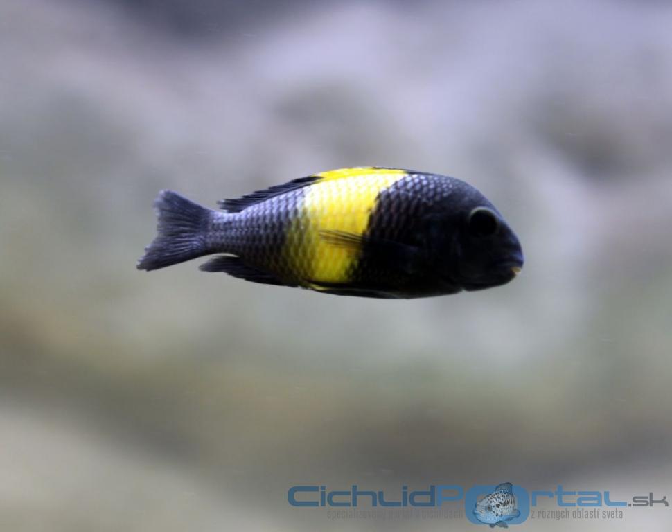 tropheus kiriza