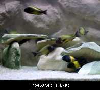 tropheus kiriza