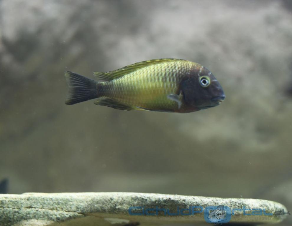 Tropheus Musanga