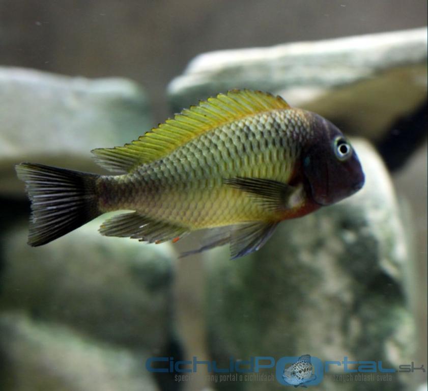 Tropheus Musanga