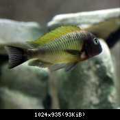 Tropheus Musanga