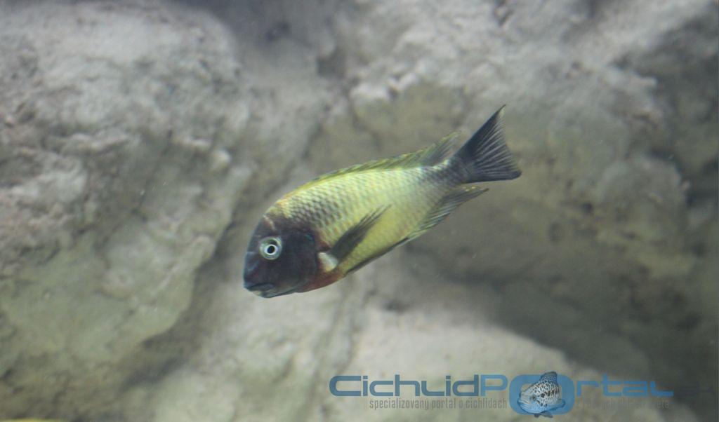 Tropheus Musanga