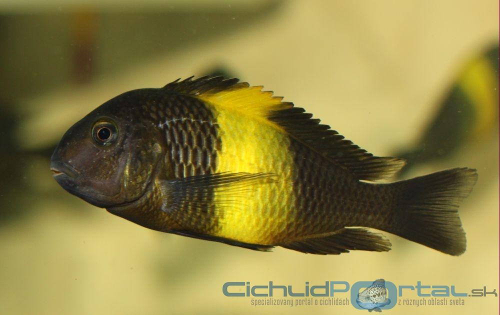 tropheus kiriza