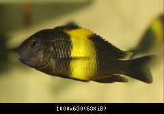 tropheus kiriza