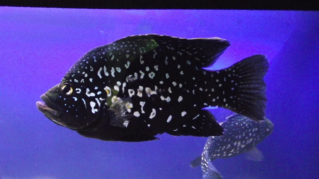 paratilapia polleni