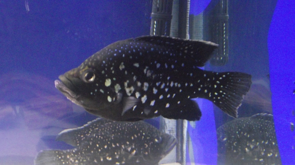 paratilapia polleni