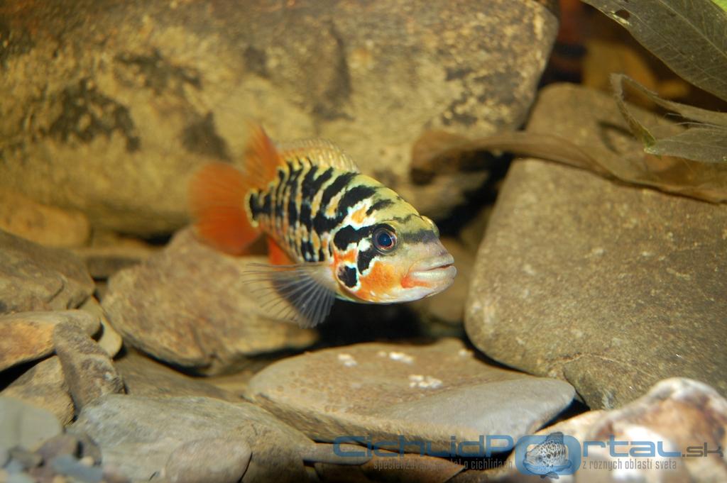 Parachromis motaguensis - výter