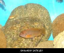 iodotropheus sprengerae red