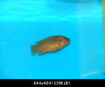 iodotropheus sprengerae red