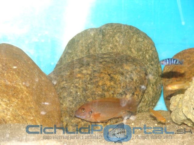 iodotropheus sprengerae red