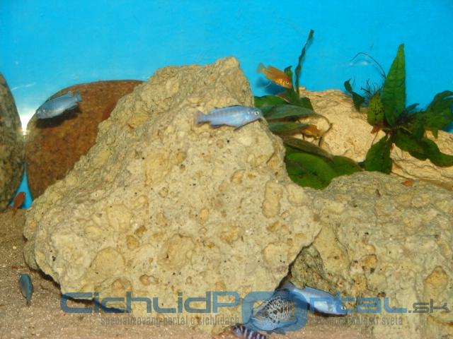 pseudotropheus sokolofi