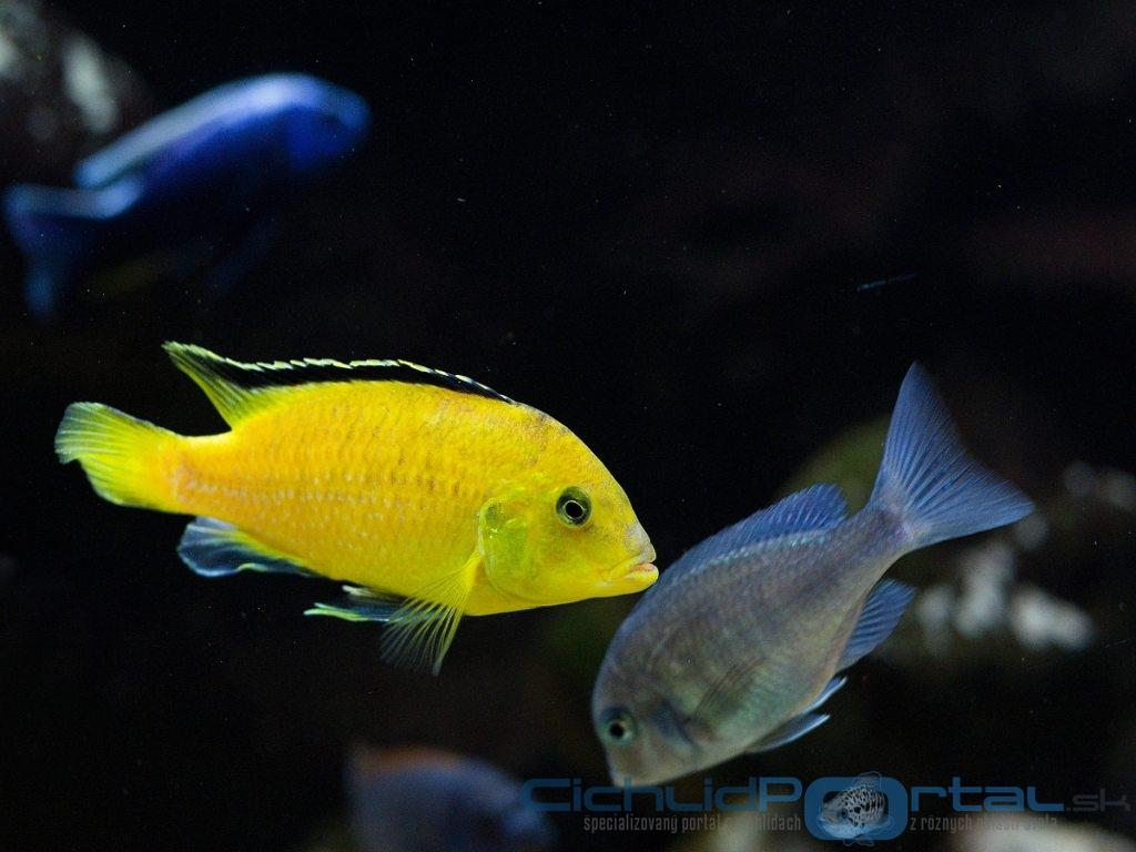 Labidochromis caeruleus-yellow