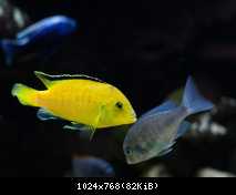 Labidochromis caeruleus-yellow