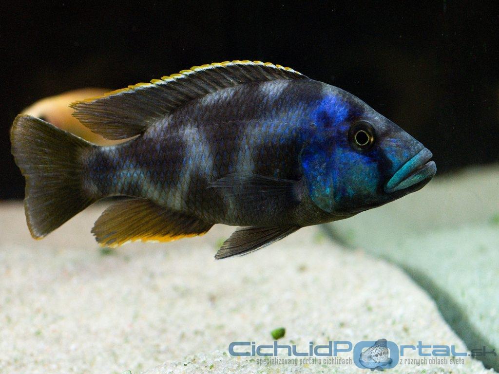 nimbochromis livingstonii