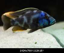 nimbochromis livingstonii